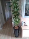 Planta artificial Bambu vertical 4 hastes 1mt o vaso não acompanha