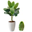 Planta Artificial Bananeira + Vaso Polietileno Completo