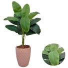 Planta Artificial Bananeira + Vaso Polietileno Completo Planta Artificial Bananeira + Vaso Polietileno Completo