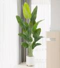 Planta Artificial Bananeira Viajante Real Toque Grande Com 1.80m, Plantas Artificias Decoração Para Casa.