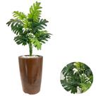 Planta Artificial Bananinha +Vaso Marmorizado Pedras Brancas