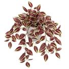 Planta artificial Briful Watermelon Peperomia Dark Red, 1 pacote