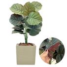 Planta Artificial Caladium Vaso Polietileno Completo Casca Planta Artificial Caladium Vaso Polietileno Completo Casca