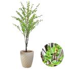 Planta Artificial Camélia Completa Com Vaso Oliveira Decor