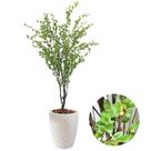 Planta Artificial Camélia Completa Com Vaso Oliveira Decor