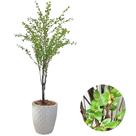 Planta Artificial Camélia Completa Com Vaso Oliveira Decor