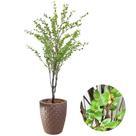 Planta Artificial Camélia Completa Com Vaso Oliveira Decor