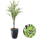 Planta Artificial Camélia Completa Com Vaso Oliveira Decor