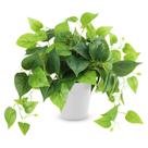 Planta artificial CEWOR Pothos Scindapsus Aureus 20cm com vaso