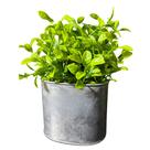 Planta Artificial com Vasinho Decorativo Chouette em Ferro e Plástico