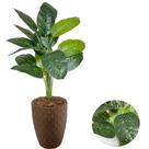 Planta Artificial Comigo Ninguem Pode+Vaso Diamante Completo