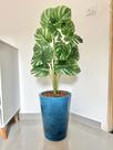 Planta Artificial Costela Com Vaso Cone Polietileno Polido