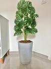 Planta Artificial Costela Com Vaso Cone Polietileno Polido
