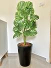 Planta Artificial Costela Com Vaso Cone Polietileno Polido Planta Artificial Costela Com Vaso Cone Polietileno Polido