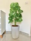 Planta Artificial Costela Com Vaso Cone Polietileno Polido