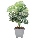 Planta Artificial Costela De Adão Com Vaso Casca Completo