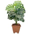 Planta Artificial Costela De Adão Com Vaso Casca Completo Planta Artificial Costela De Adão Com Vaso Casca Completo