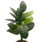 Planta Artificial Costela Palmeira Filodendro Bananeira Casa
