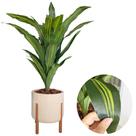 Planta Artificial Dracena Com Vaso Luxo Decoração Folhas -