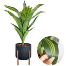 Planta Artificial Dracena Com Vaso Luxo Decoração Folhas -