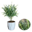 Planta Artificial Eucalipto Com Vaso Diamante Completo