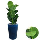 Planta Artificial Ficus Jiboia Toque Real Com Vaso Polido Planta Artificial Ficus Jiboia Toque Real Com Vaso Polido
