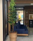 Planta artificial ficus lyrata 1.60mt/ o vaso não acompanha