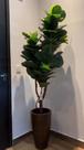 Planta artificial ficus lyrata artificial 1.10mt o vaso não acompanha
