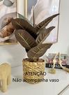 Planta Artificial Fícus Lyrata Buquê Realista Folhas