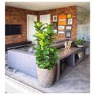 Planta Artificial Ficus Lyrata l Planta Permanente Decoração Sala 1.20cm, Plantas Artificiais para Casa, Planta Para Decoração.