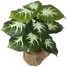 Planta Artificial Folhagem Comigo Ninguém Pode 53cm 12 folhas