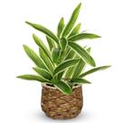Planta artificial GNFlus Dracaena em vaso de tecido de 32 cm para casa