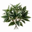 Planta artificial Hotop Hosta variegada 40 x 40 cm, kit com 3 unidades Planta artificial Hotop Hosta variegada 40 x 40 cm, kit com 3 unidades