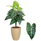 Planta Artificial Jiboia Com Vaso Completo Casca Decoração