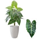 Planta Artificial Jiboia Com Vaso Completo Pedra Decoração