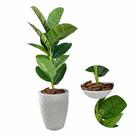 Planta Artificial Jiboia com Vaso Polietileno Completo Cores