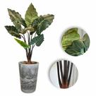 Planta Artificial Jiboia Realista Grande com Vaso Completo