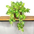 Planta Artificial Realista Caladium Arranjo Pronto Vaso de Vidro