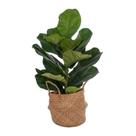 Planta artificial Vickerman Fiddle Leaf Green 27 cm com cesta Planta artificial Vickerman Fiddle Leaf Green 27 cm com cesta