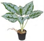 Planta Árvore Artificial Aglaonema Real Toque C/Raiz X6 Verde 43cm Planta Árvore Artificial Aglaonema Real Toque C/Raiz X6 Verde 43cm