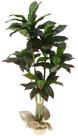 Planta Árvore Artificial Dracena Luxo Real Toque Verde 1,58mt