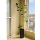 Planta Arvore Artificial Figueira Indiana Premium 1.6m