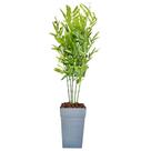 Planta Bambu Da Sorte Artificial Com Vaso Completo Arranjo