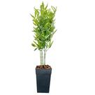 Planta Bambu Da Sorte Artificial Com Vaso Completo Arranjo