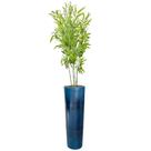 Planta Bambu da Sorte Bambuzinho Completo Vaso Grande Casca