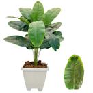 Planta Bananeira Artificial Com Vaso Casca Completo Decoração