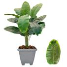 Planta Bananeira Artificial Com Vaso Casca Completo Decoração