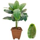 Planta Bananeira Artificial Com Vaso Casca Completo Decoração