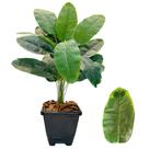 Planta Bananeira Artificial Com Vaso Casca Completo Decoração