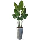 Planta Bananeira Artificial Grande Com Vaso Polietileno Planta Bananeira Artificial Grande Com Vaso Polietileno